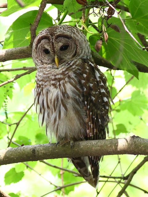 barred owl barred owl