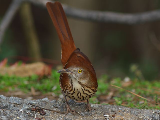 Brown Thrasher