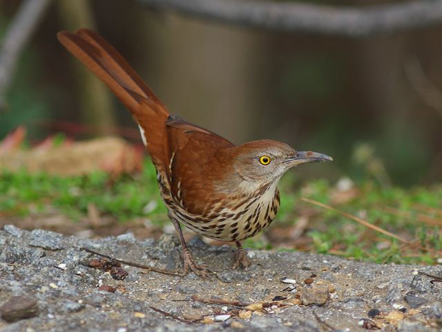 Brown Thrasher