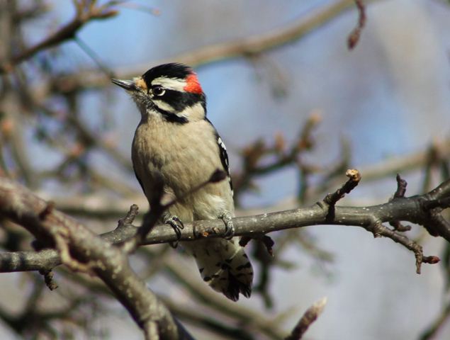 Downy Woodpecker