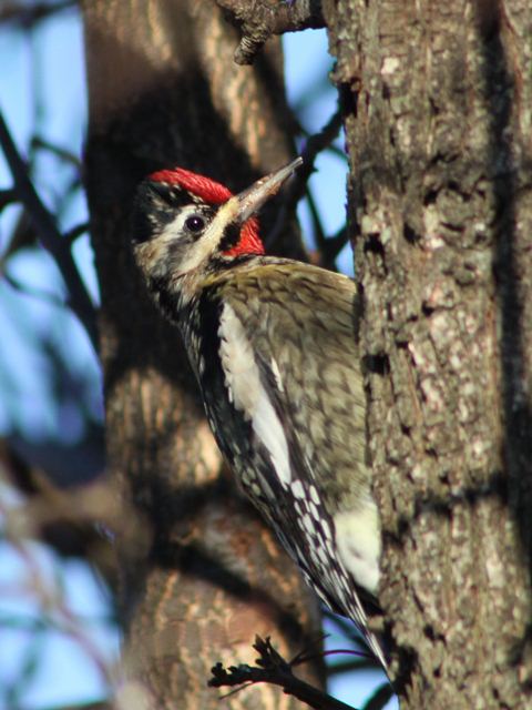 Yellow-bellied Sapsucker