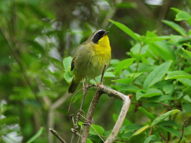 Common Yellowthroat