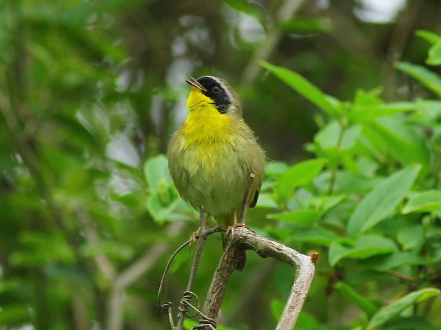 Common Yellowthroat