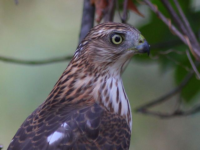 Juvenile Cooper's Hawk