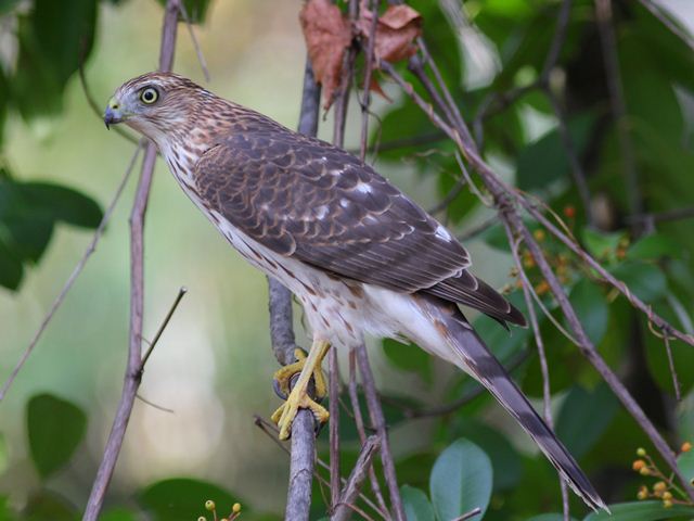 Juvenile Cooper's Hawk