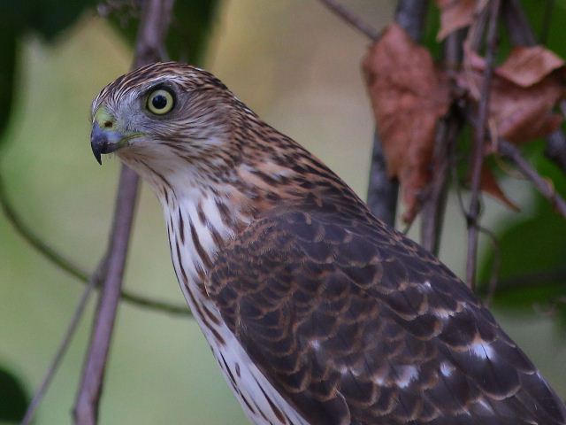 Juvenile Cooper's Hawk