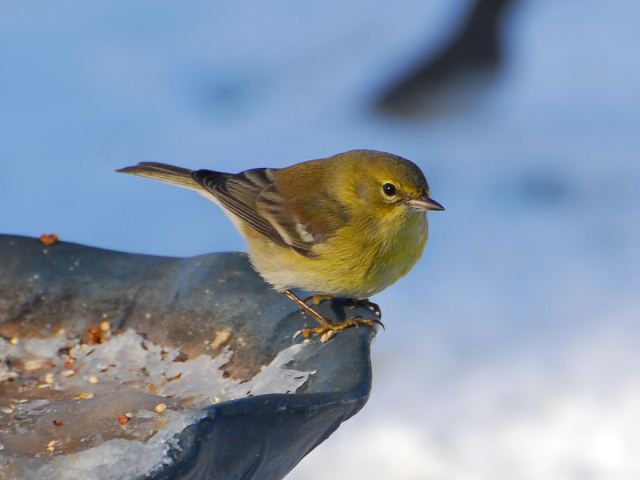 Pine Warbler