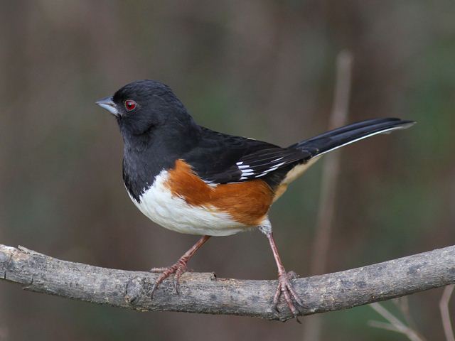 Eastern Towhee