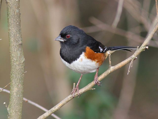 Eastern Towhee