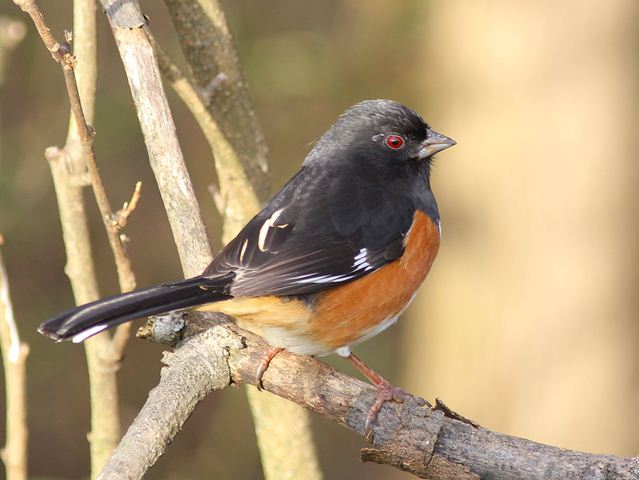 Eastern Towhee
