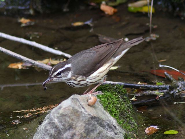 Louisiana Waterthrush