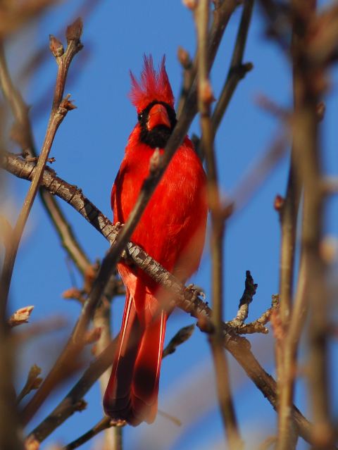 Northern Cardinals