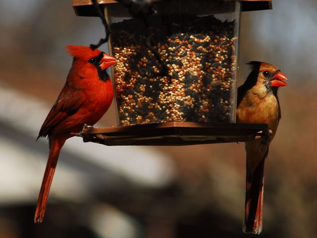 Northern Cardinals