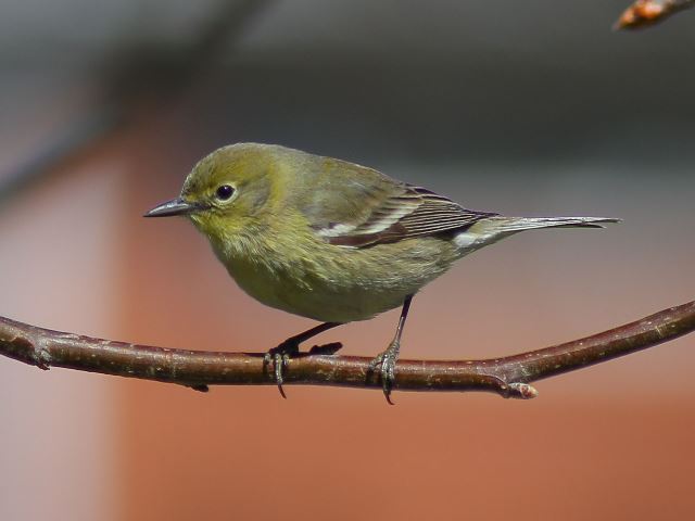 Pine Warblers