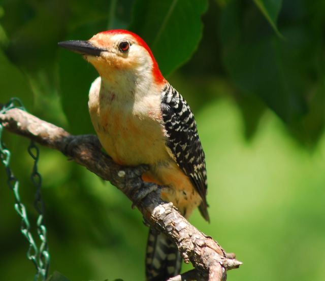 Red-bellied Woodpecker