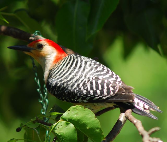 Red-bellied Woodpecker