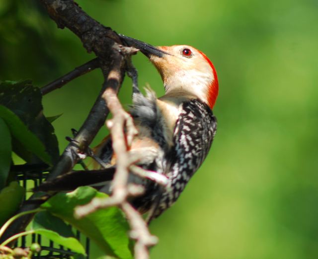 Red-bellied Woodpecker