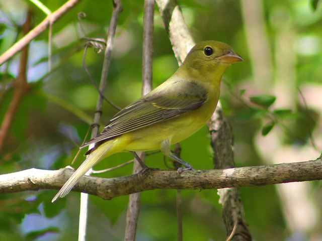 Scarlet Tanager