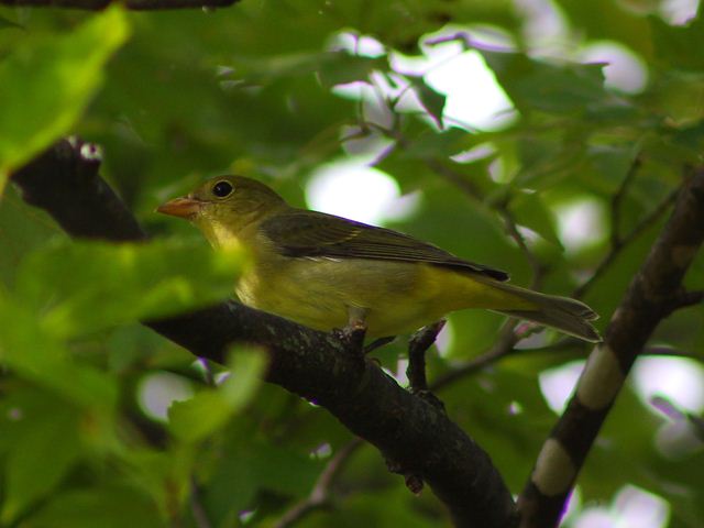 Scarlet Tanager
