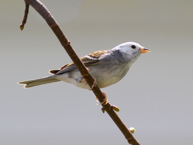 Chipping Sparrow,