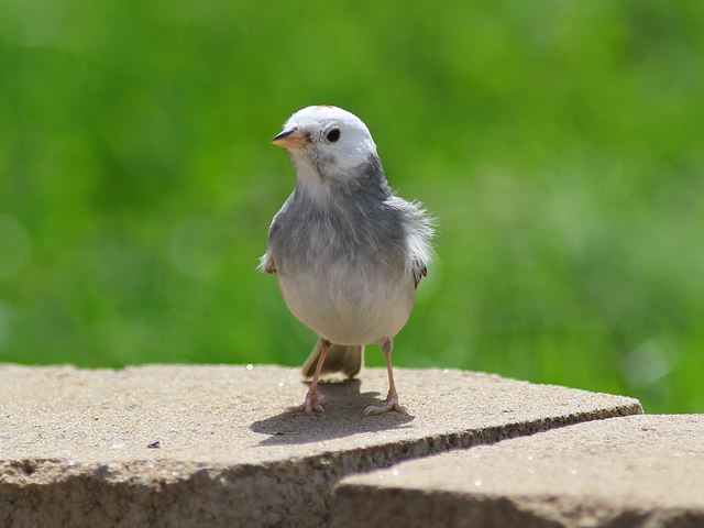 Chipping Sparrow,