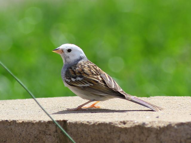 Chipping Sparrow,