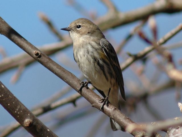 Yellow-rumped Warbler