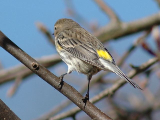 Yellow-rumped Warbler