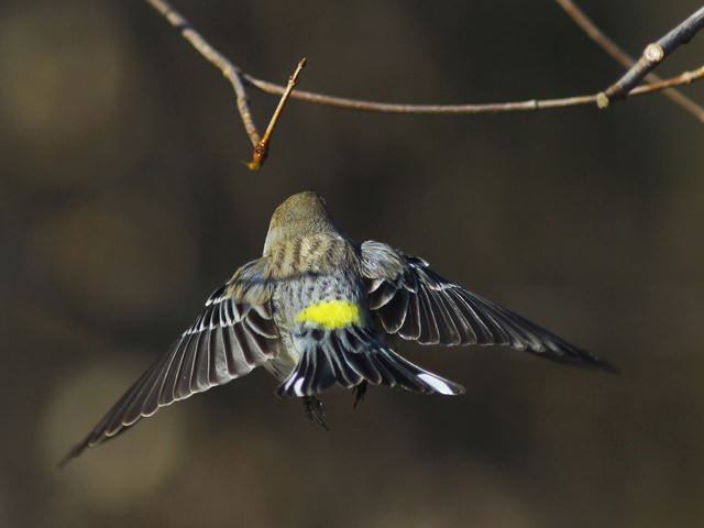 Yellow-rumped Warbler