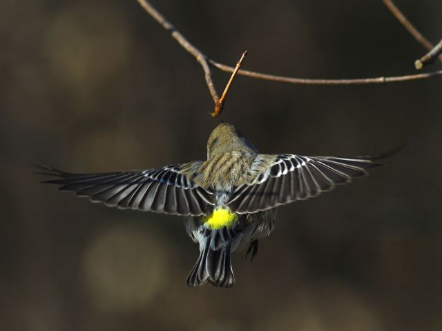 Yellow-rumped Warbler