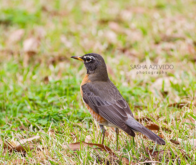 American Robin