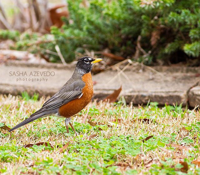 American Robin