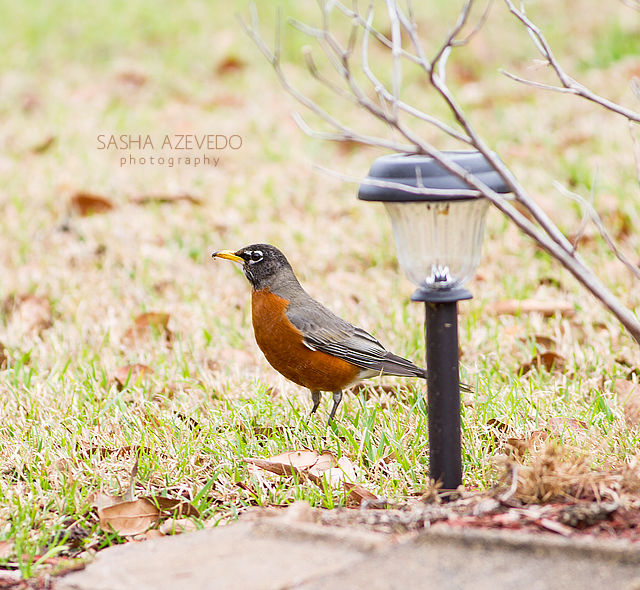 American Robin