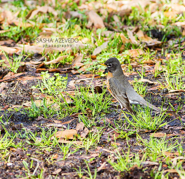 American Robin