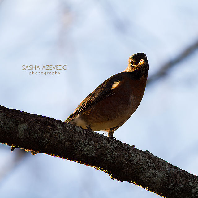 American Robin