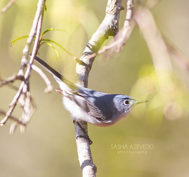 Blue-gray Gnatcatcher