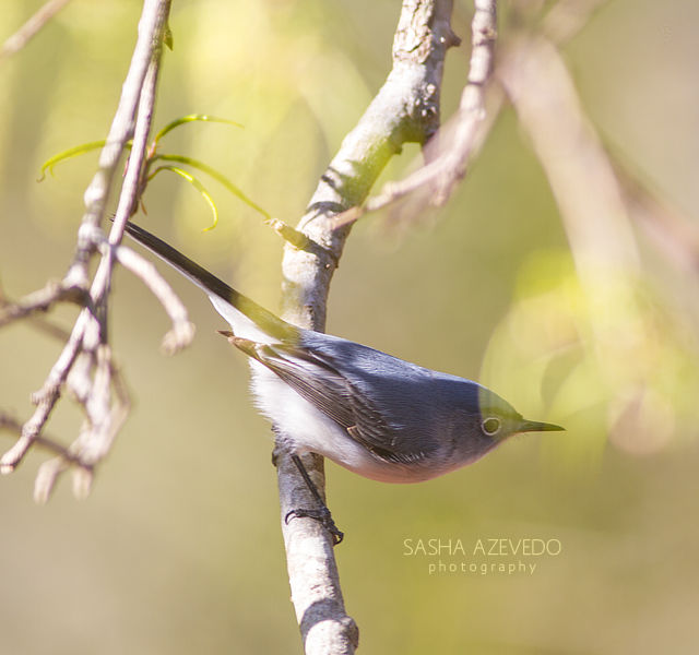 Blue-gray Gnatcatcher