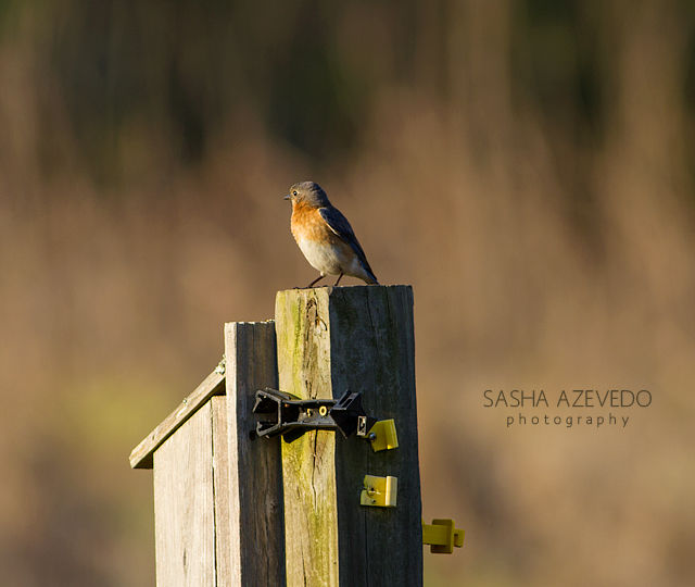 Eastern Bluebird