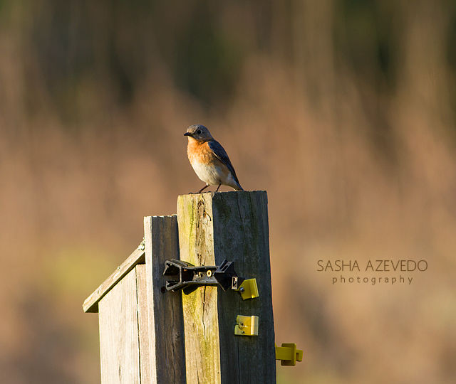 Eastern Bluebird