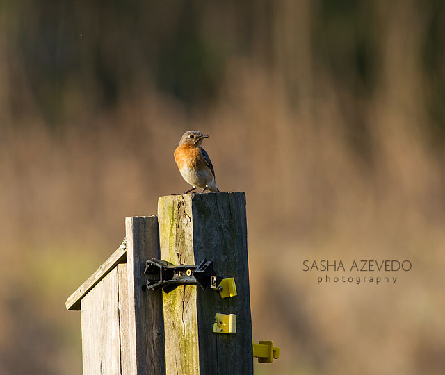 Eastern Bluebird