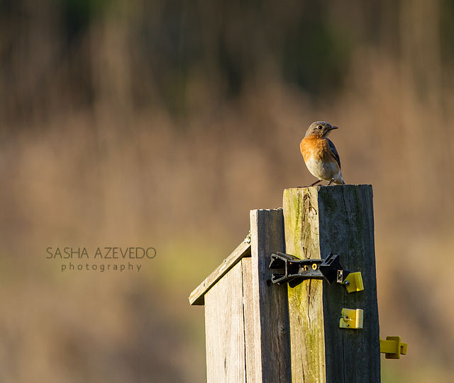 Eastern Bluebird