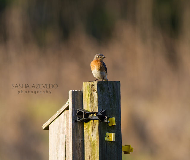 Eastern Bluebird