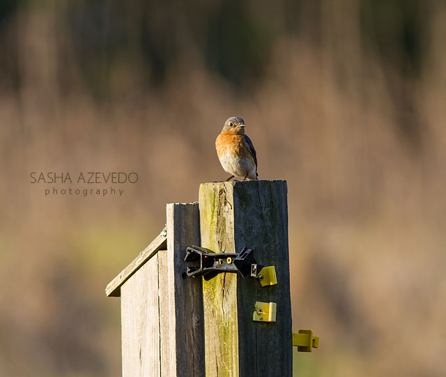 Eastern Bluebird