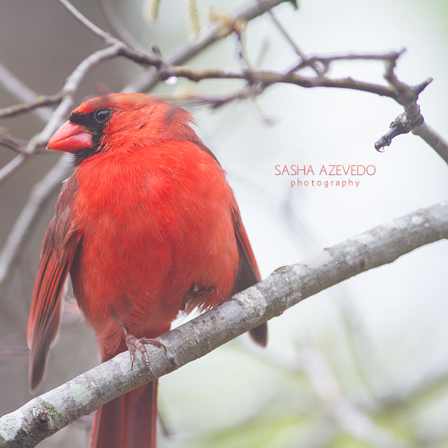 Northern Cardinal