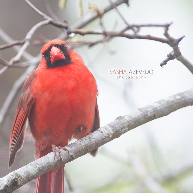 Northern Cardinal