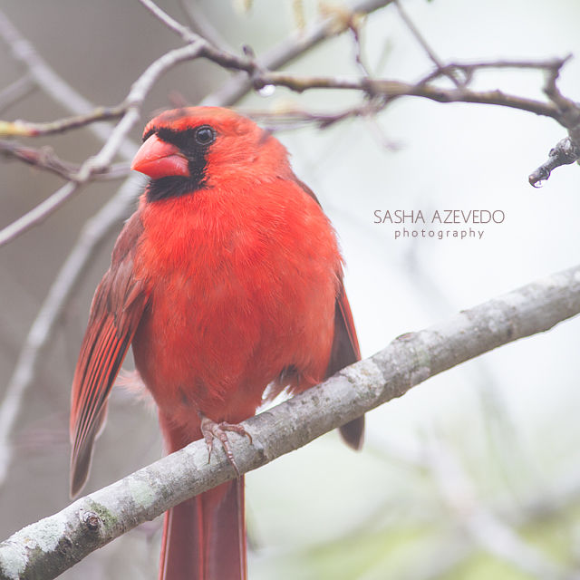 Northern Cardinal