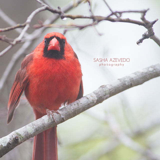 Northern Cardinal