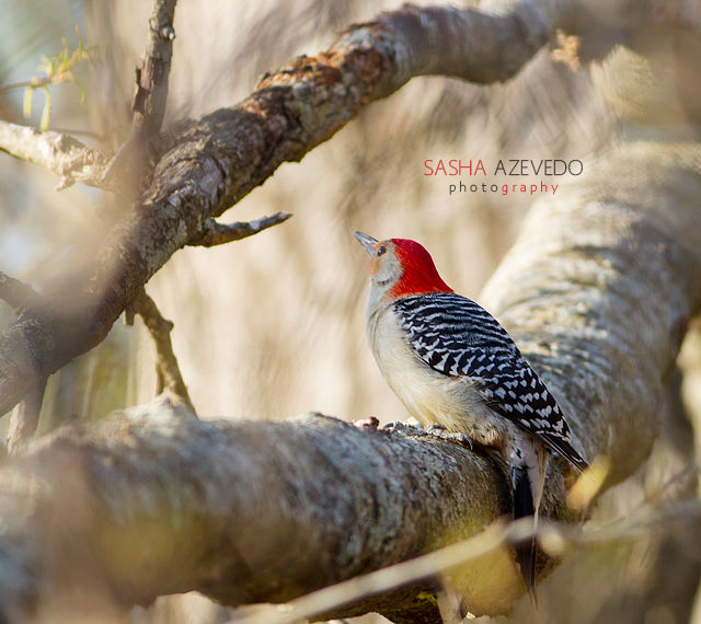 Red-bellied Woodpecker