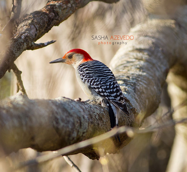 Red-bellied Woodpecker