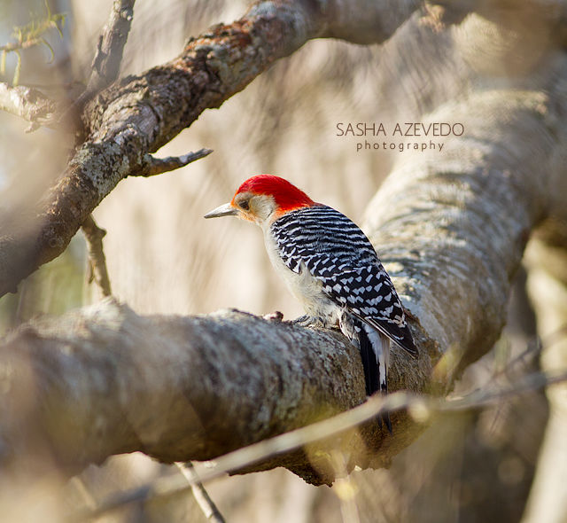 Red-bellied Woodpecker